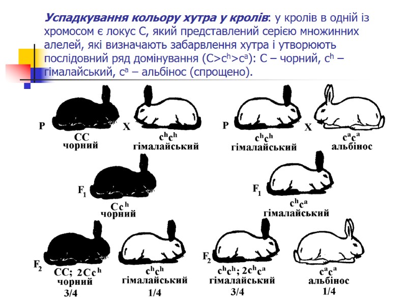 Успадкування кольору хутра у кролів: у кролів в одній із хромосом є локус С,